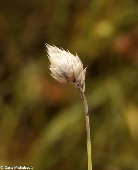 fotografie Catananche caerulea (poblekla modrá)