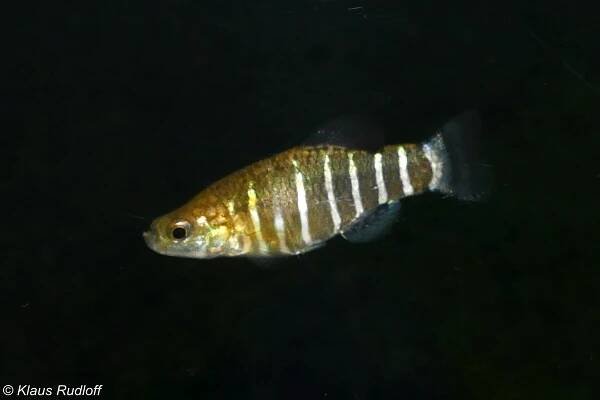 Obrázek - Anatolichthys danfordii (halančíkovec Danfordův) | BioLib.cz