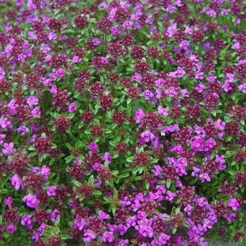 6 x Tymián červený plazivý - Thymus praecox 'Creeping Red' - květináč 9cm x 9cm