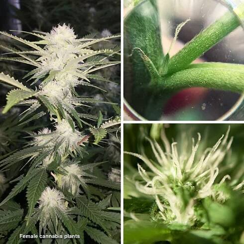 Female cannabis plant picture