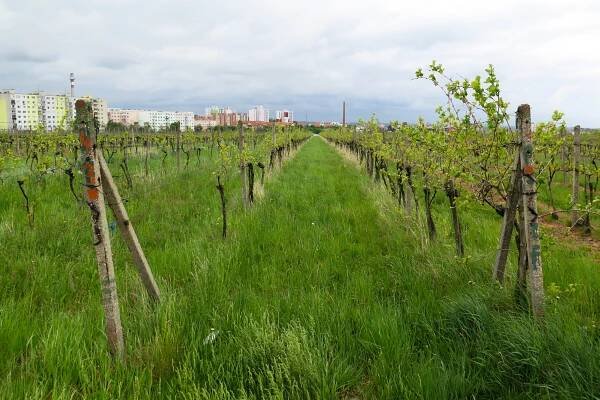 "PREDANÉ" Vinohrad s exkluzívnou polohou v Pezinku. - NEW WAYS