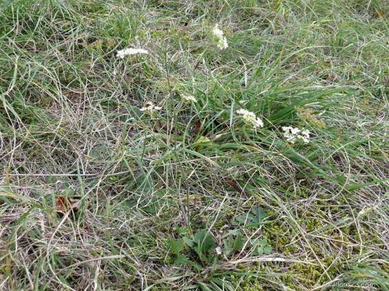 Bedrník obecný černající (Pimpinella saxifraga subsp nigra)