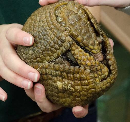 V liberecké zoo se narodil pásovec kulovitý