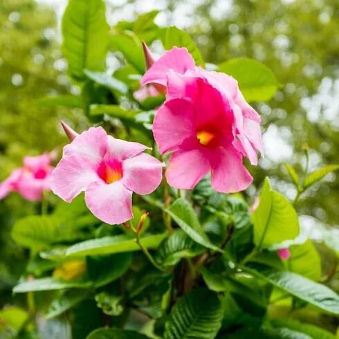 Květy růžové mandevilla sanderi — Stock obrázek
