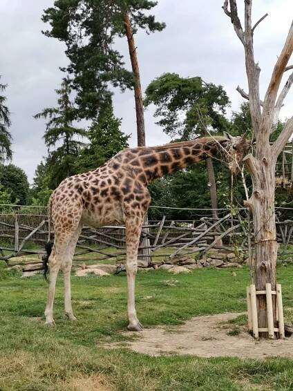 Šárka - výlet Přes Hvězdu do ZOO Olomouc - Vrcholovka.cz