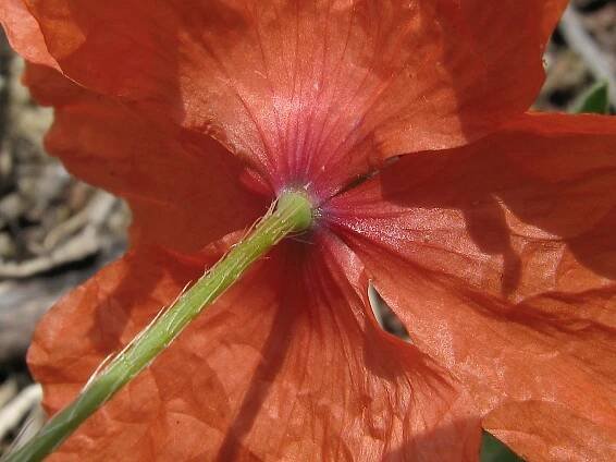 Papaver rhoeas var. strigosum
