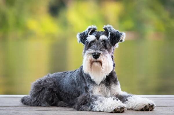 Family-Friendly Hypoallergenic Dog Breeds
