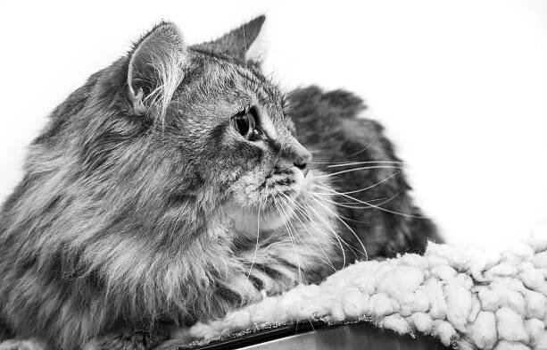 Cat Photography | Simon Kane Photography | Stunning Images To Last A Lifetime