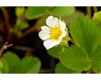 Jahodník jednouplodící 'Lambada' - Fragaria ananassa 'Lambada' Květník o průměru 9 cm