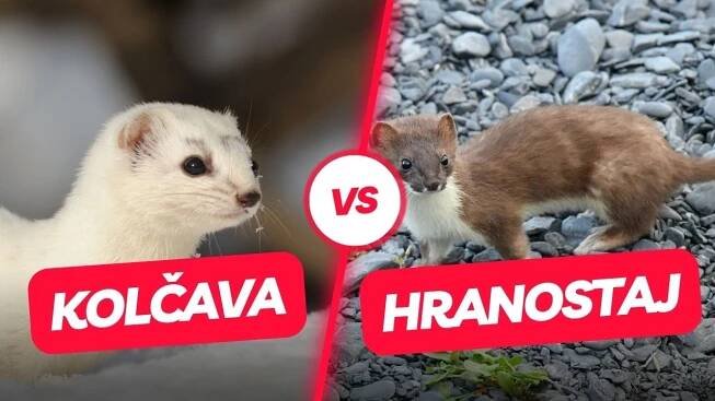 lasice kolčava VS lasice hranostaj