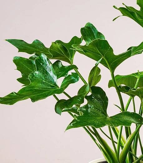 Philodendron selloum green bipinnatifidum nline plant nursery horticult 1