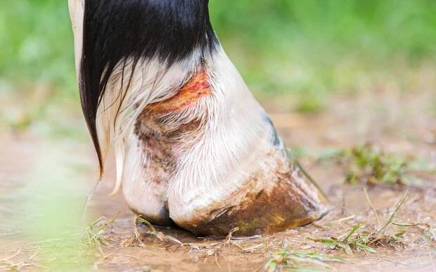 Amferia – Animal health