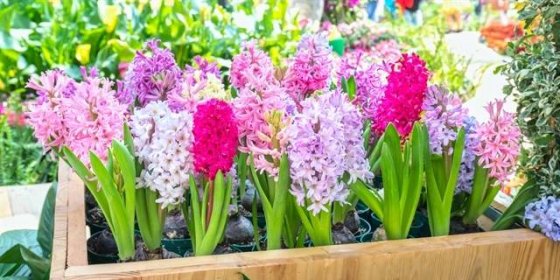 Jak pěstovat hyacint: Voňavé květy vám zpříjemní jaro i zimu