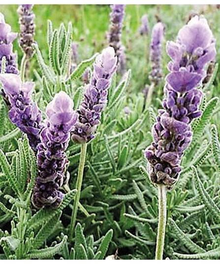 Lavandula dentata – levandule zoubkatá - Lukon Glads s.r.o.