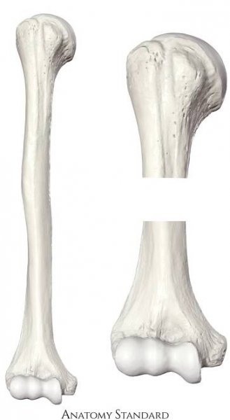 Anterior aspect of the humerus