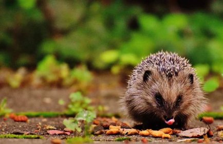 HomeInCube.cz: fotografie Nechte ježka přezimovat na zahradě: Na jaře se vám tento hmyzožravec odmění