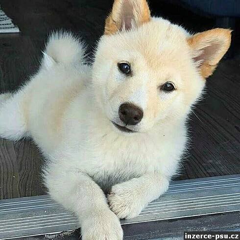 Shiba inu