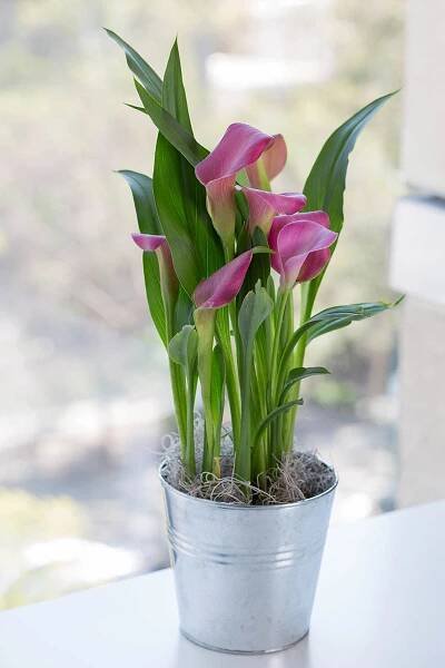 A close up vertical image of pink Zantedeschia growing in a metal pot indoors on a windowsill.