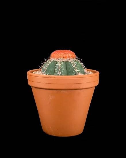 Melocactus Matanzanus