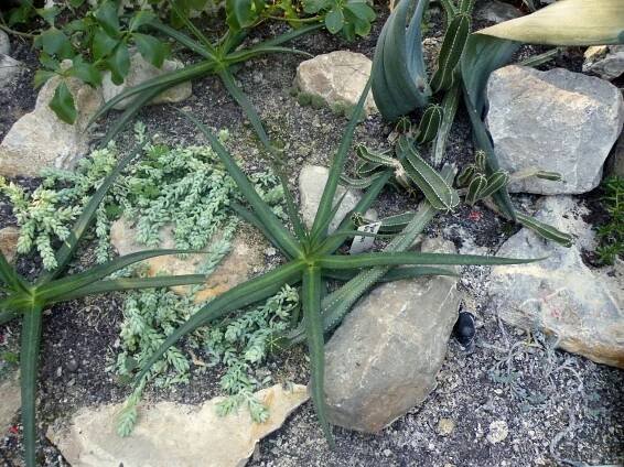 Agave nizandensis