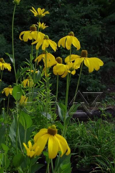 Rudbeckia nitida 'Herbstsonne'