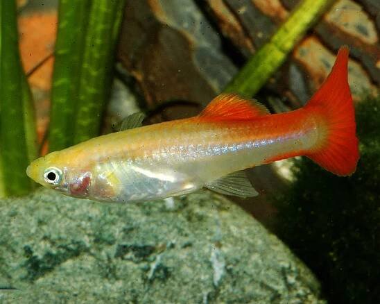Guppy female "red blond" - Poecilia reticulata