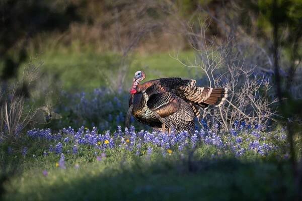 Once-scarce wild turkeys show up en masse in northern Colorado — and their neighbors have stories