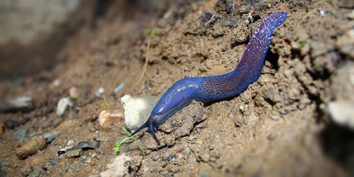 What plants do slugs eat?