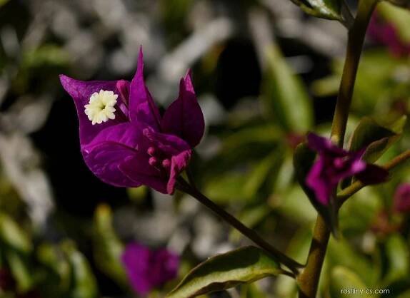 Atlas - fotogalerie: bougainvillea; květy, květenství 1