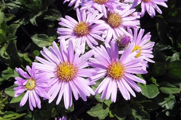 Aster amellus " Rosa Erfüllung " - astra, hvězdnice chlumní Zahradnictví Krulichovi - zahradnictví, květinářství, trvalky