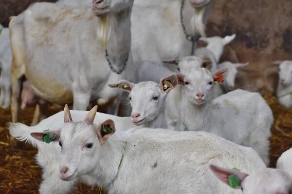 VIDEO: Dávka roztomilosti. Na farmě na Vysočině mají stovky malých kůzlat