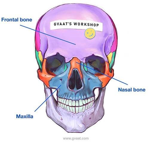 How to draw the nose - nasal bone