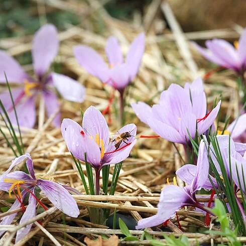 Saffron crocus flowers visited by a bee, captured in natural daylight.