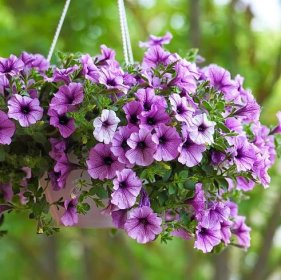 22 Best Outdoor Hanging Plants and Flowers to Add Garden Charm