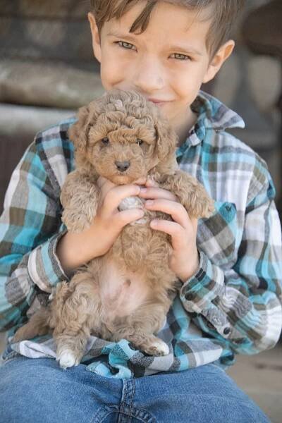 Upcoming and Available Cavapoochon Puppies — Giggle Tails