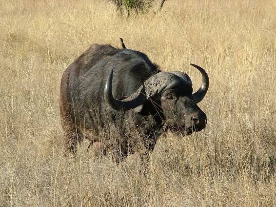 Buvol africký – Wikipedie