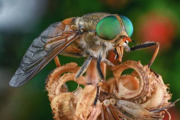 Horseflies: jak se chránit před krvežíznivými monstry?