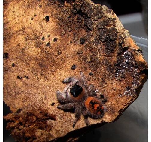 Phidippus Regius - Everglades - Animalservis.cz