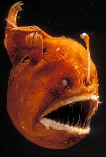 Angler Fish