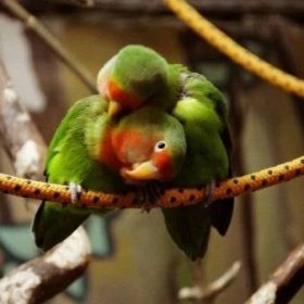 Papoušci hrdličky (55 fotografií): charakteristiky hrdliček Fisherových a růžových tváří. Jak zkrotit? Recenze vlastníků
