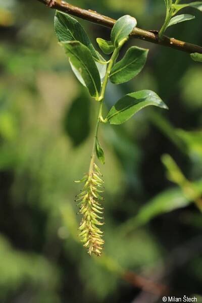 Salix pentandra | Květena Šumavy