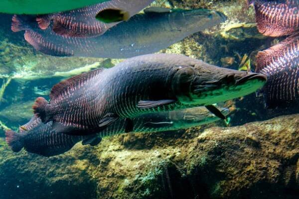 tropické sladké vodní ryby arapaima gigas - arapaima velká - stock snímky, obrázky a fotky