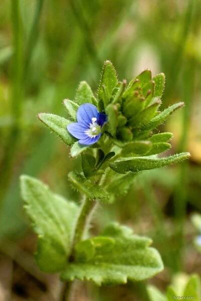 Rozrazil rolní (Veronica arvensis)