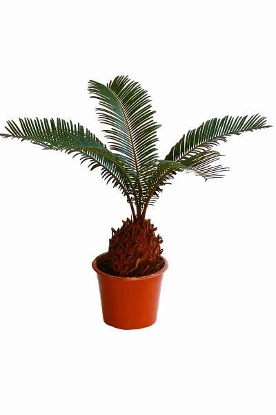 Sago Palm Bonsai – Caring For Bonsai Sago Palms