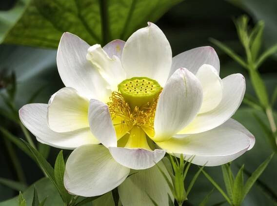 White Lotus Blossom
