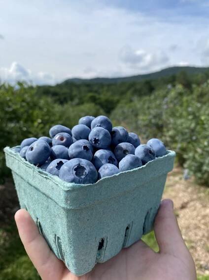 Our Products – Ingalls Blueberry Hill