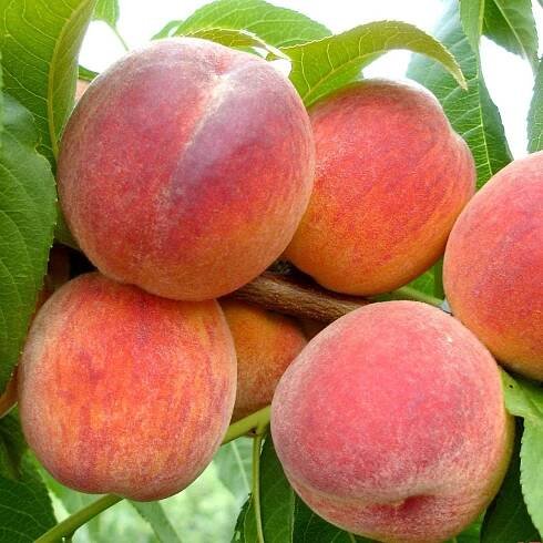 Broskyňa 'Favorita Morettini' - veľmi skorá