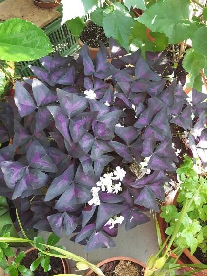 Pokojovky: Šťavel purpurový - Oxalis triangularis
