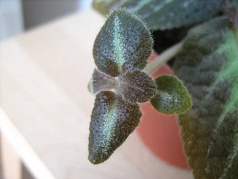 gesneriaceae, podpětovité, saintpaulia, STREPTOCARPUS | pěstování a množení