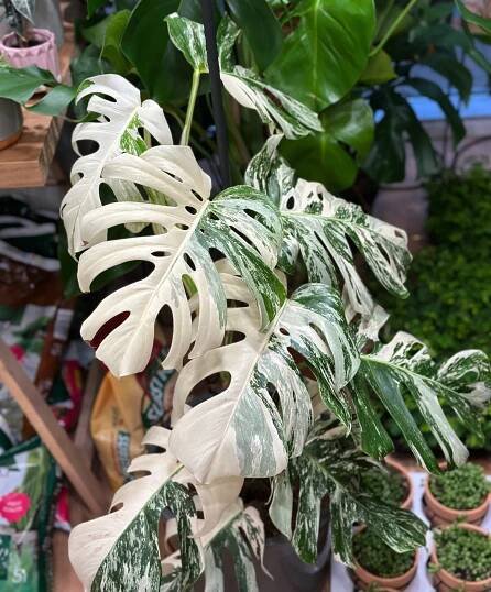 Albo Monstera - proč ji všichni tak moc chtějí?